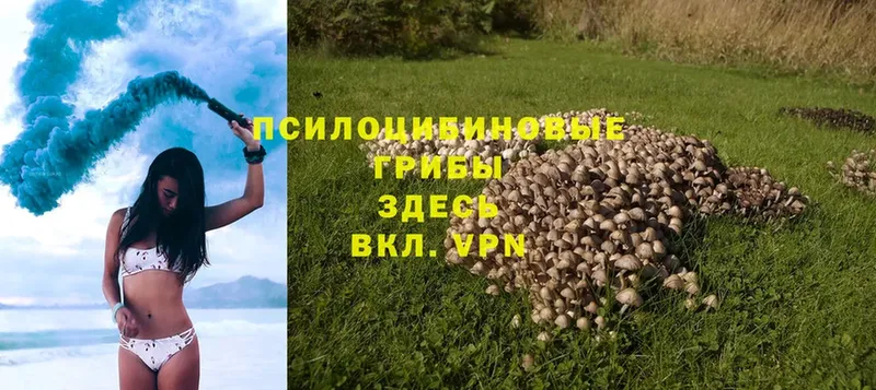 Псилоцибиновые грибы Magic Shrooms  купить наркоту  МЕГА tor  Балей 